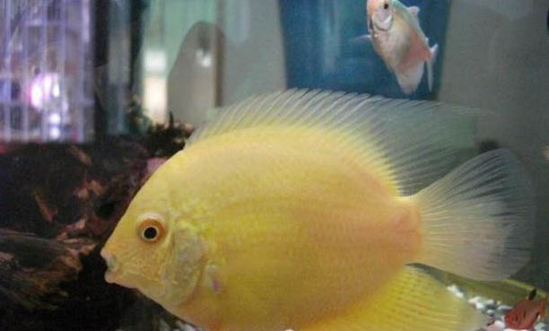 鼠魚可以冷水養嗎