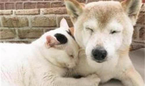 狗狗可以吃草莓嗎?