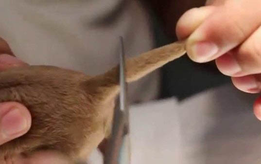 狗狗剖腹產后會痛多久?