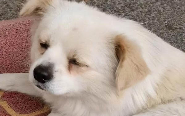 小狗狗需要剪指甲嗎