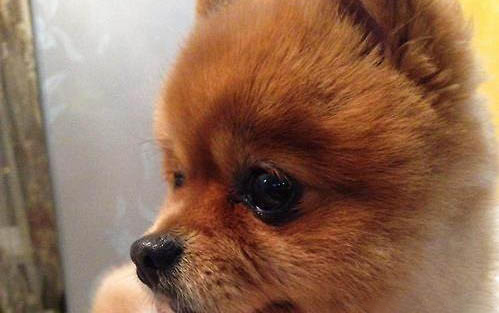 狗狗得狂犬病潛伏期是多久