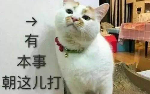 貓飯制作有哪些注意事項