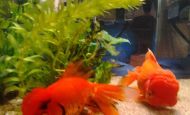 蘭壽金魚不用氧氣可以嗎