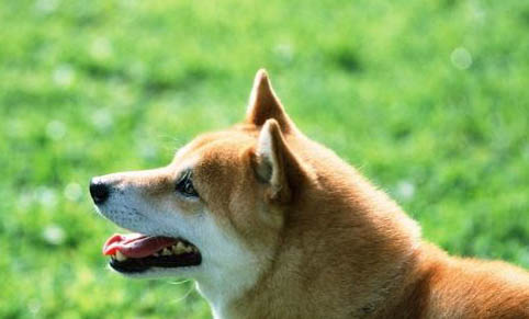 小柴犬怎么訓練大小便