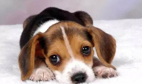 犬心保能驅哪些狗狗體內寄生蟲