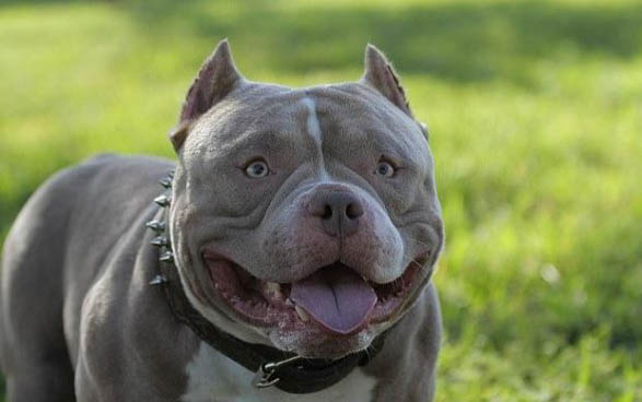 美國惡霸犬干咳的原因及處理方法