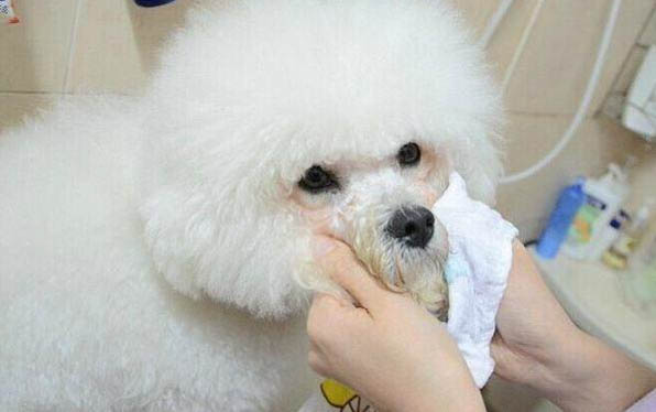進口狗糧Now怎么樣