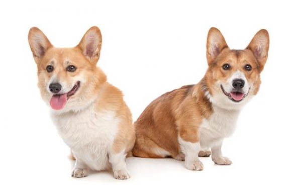 狗狗得狂犬病有哪些癥狀