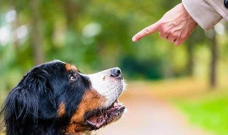 狗狗狂犬病癥狀表現