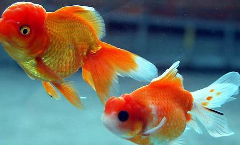 雷龍魚(yú)可以和龍魚(yú)混養(yǎng)嗎