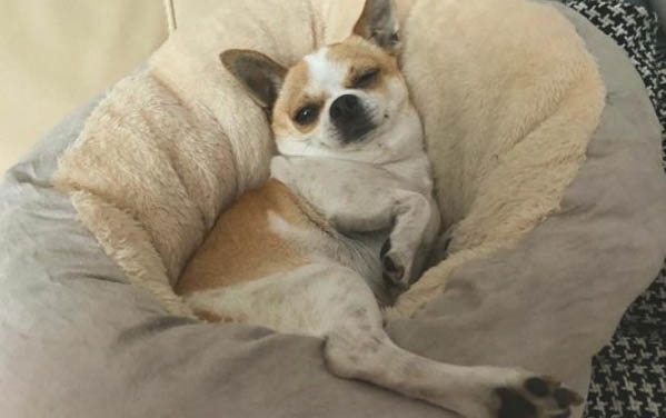 狗狗老是舔爪子怎么回事