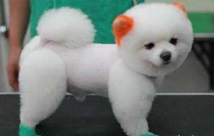 哮天犬是哪個品種的狗