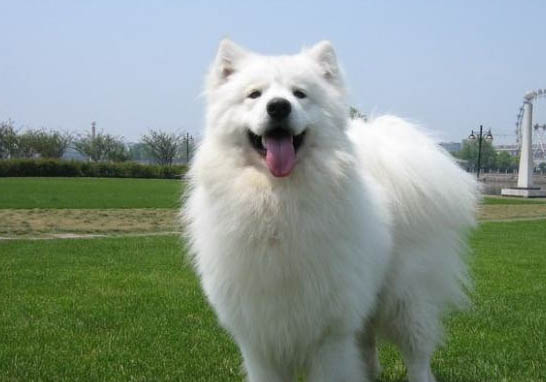 廣州薩摩耶犬價(jià)格多少