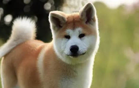 秋田犬認主人需要多久