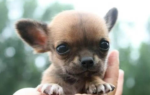 吉娃娃犬的優缺點有哪些