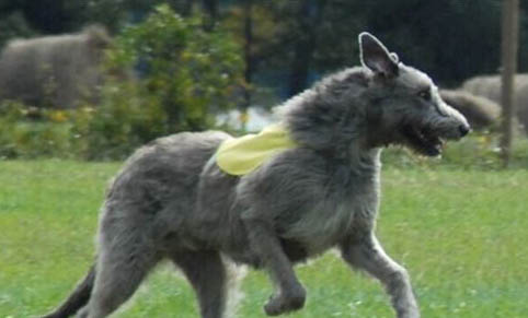 愛爾蘭獵狼犬身體發(fā)抖的原因及處理方法