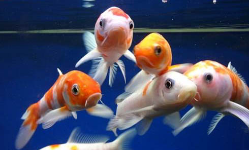 養熱帶魚水溫控制在多少度?