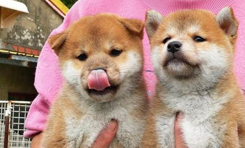 柴犬能吃米飯嗎?