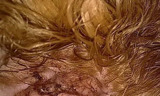狗狗可以吃哈密瓜不?