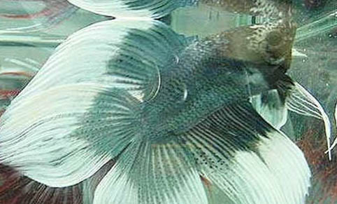 魚(yú)趴缸用什么藥效果好