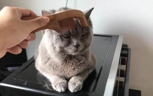 小貓除了吃貓糧還可以吃什么