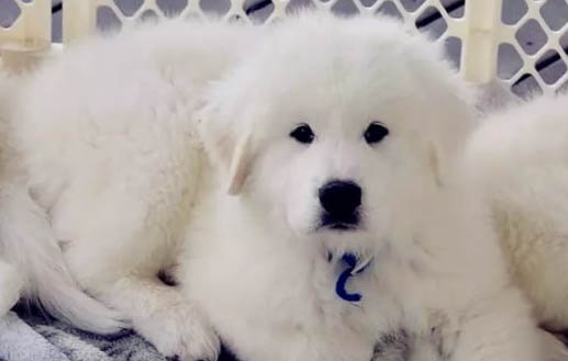 大白熊犬為什么喜歡坐著睡覺?