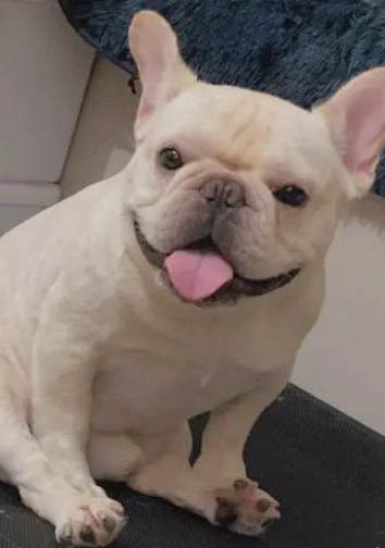 為什么狗狗對(duì)人親近呢