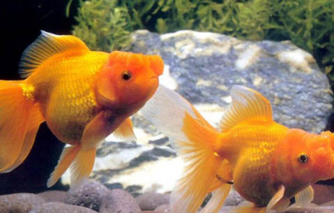 金魚幾天不喂食會餓死