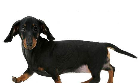 臘腸犬體溫低是內(nèi)臟衰竭