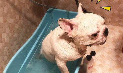 法國(guó)斗牛狗可以活多久