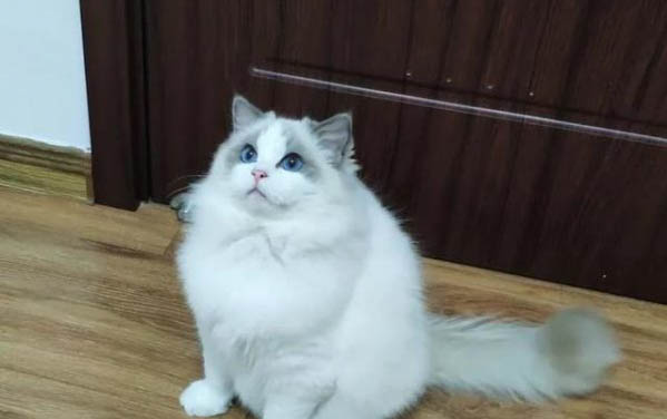 貓咪止吐針一針可以維持多久