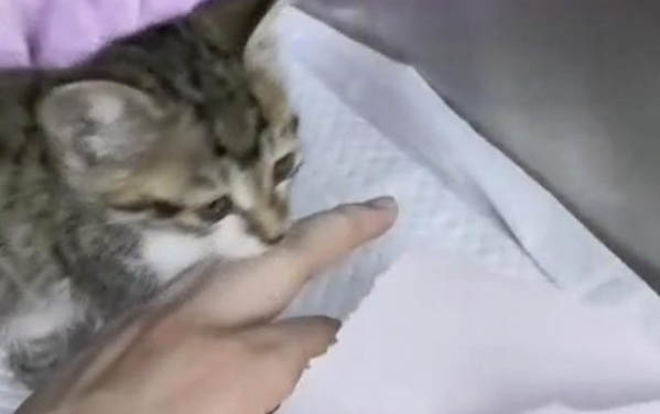 小貓咪不吃東西還拉稀怎么辦