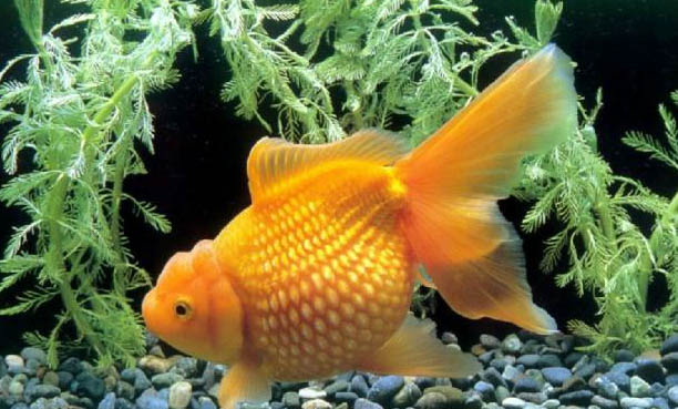 金魚冬天會凍死嗎?