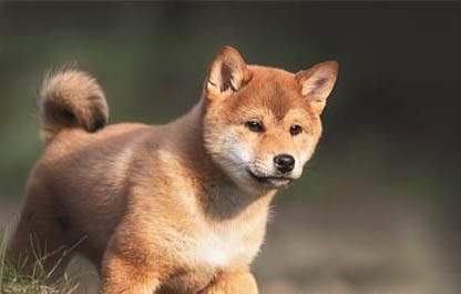 幼犬犬瘟初期癥狀有哪些