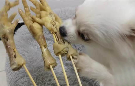 狗能不能喝牛奶為什么?