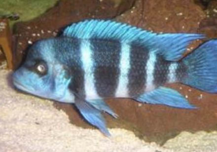 為什么魚在魚缸底部不動