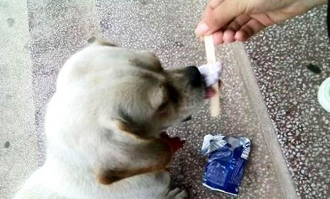 冬季代養狗狗注意事項