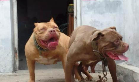比特犬和惡霸犬有什么區別
