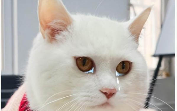 小貓的眼睛有很多眼屎不停流眼淚是為什么