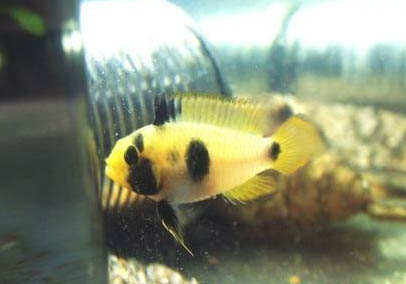 熊貓鼠和什么魚混養好