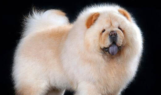 如何訓練小金毛犬