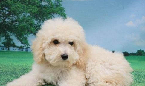 棉花面紗犬哪里有賣(mài)