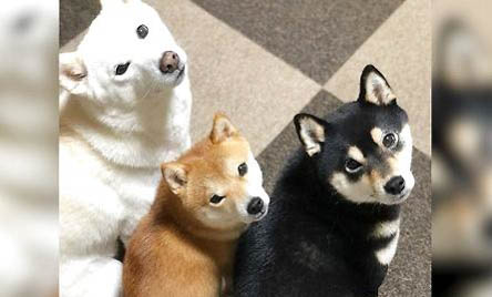 北京哪里賣柴犬