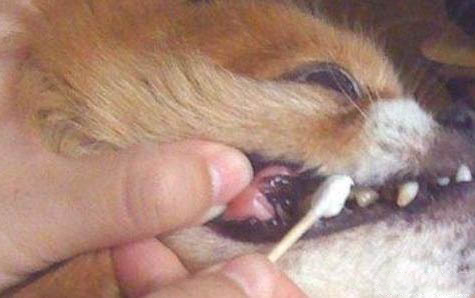 泰迪身上有白色皮屑的原因及處理方法