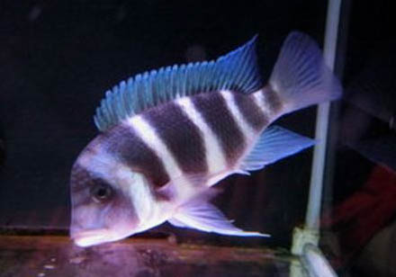 小魚缸沒有氧氣泵能養魚嗎