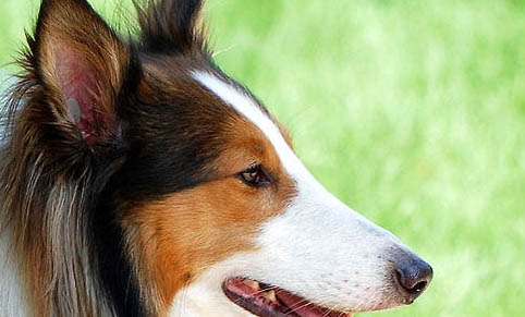 冰島牧羊犬是干什么的