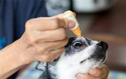 怎么樣看出狗懷孕了呢
