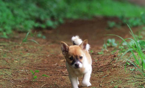 狗狗小型犬有哪些品種