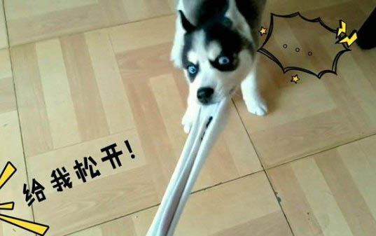 狗狗疝氣能活多久