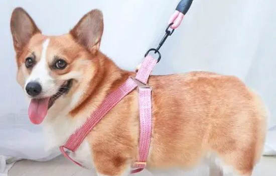 狗狗嚇破膽了什么癥狀